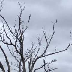 Philemon corniculatus (Noisy Friarbird) at Stromlo, ACT - 28 Jan 2021 by Rob1e8