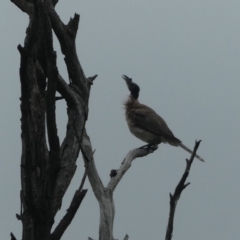 Philemon corniculatus at Stromlo, ACT - 28 Jan 2021