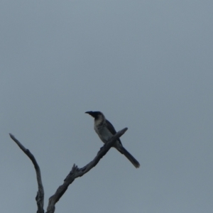 Philemon corniculatus at Stromlo, ACT - 28 Jan 2021