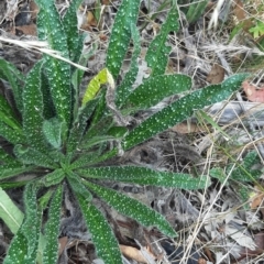 Echium vulgare (Vipers Bugloss) at Tennent, ACT - 27 Jan 2021 by JG