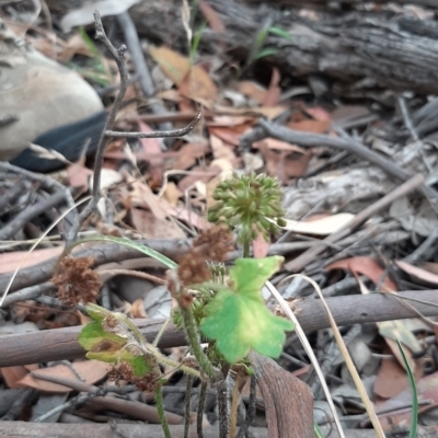 Hydrocotyle laxiflora (Stinking Pennywort) at Gigerline Nature Reserve - 27 Jan 2021 by JG