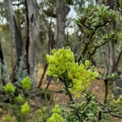 Bursaria spinosa (Native Blackthorn, Sweet Bursaria) at Gigerline Nature Reserve - 27 Jan 2021 by JG