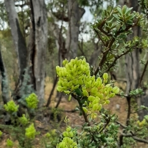 Bursaria spinosa at Tennent, ACT - 28 Jan 2021