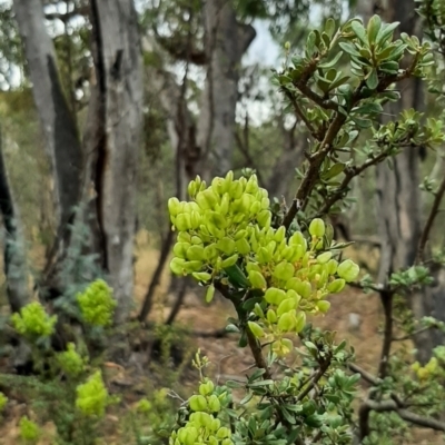 Bursaria spinosa (Native Blackthorn, Sweet Bursaria) at Tennent, ACT - 28 Jan 2021 by JG