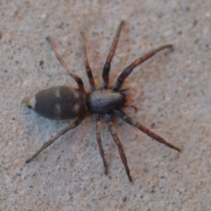 Lampona sp. (genus) at Wamboin, NSW - 3 Nov 2020