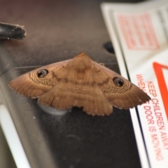 Dasypodia selenophora (Southern old lady moth) at QPRC LGA - 5 Nov 2020 by natureguy