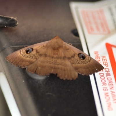 Dasypodia selenophora (Southern old lady moth) at Wamboin, NSW - 5 Nov 2020 by natureguy