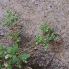 Polycarpon tetraphyllum (Four-leaf Allseed) at Pollinator-friendly garden Conder - 30 Nov 2020 by michaelb