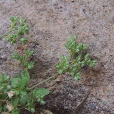 Polycarpon tetraphyllum (Four-leaf Allseed) at Conder, ACT - 30 Nov 2020 by MichaelBedingfield