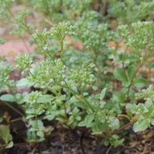 Polycarpon tetraphyllum at Conder, ACT - 30 Nov 2020