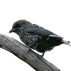 Artamus cyanopterus (Dusky Woodswallow) at Majura, ACT - 25 Jan 2021 by jbromilow50