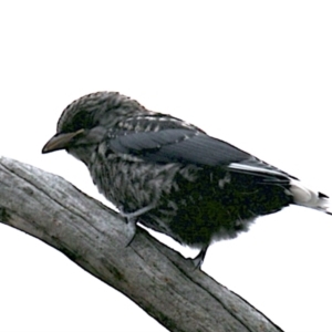 Artamus cyanopterus at Majura, ACT - 26 Jan 2021