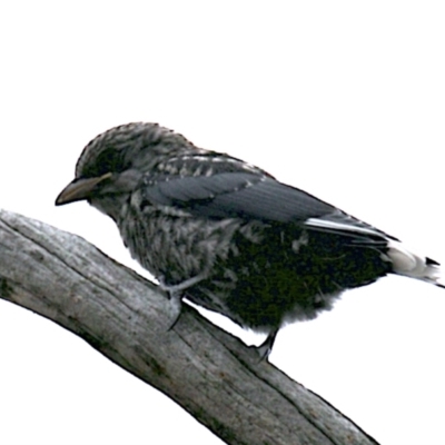 Artamus cyanopterus (Dusky Woodswallow) at Mount Ainslie - 25 Jan 2021 by jb2602