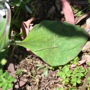 Cymbonotus sp. (preissianus or lawsonianus) at Wamboin, NSW - 7 Nov 2020