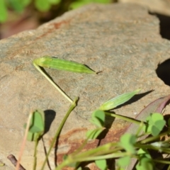 Oxalis sp. (Wood Sorrel) at Wamboin, NSW - 7 Nov 2020 by natureguy