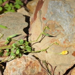 Oxalis sp. at Wamboin, NSW - 7 Nov 2020