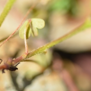 Oxalis sp. at Wamboin, NSW - 7 Nov 2020