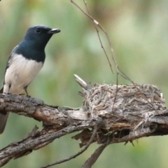 Myiagra rubecula (Leaden Flycatcher) at Mount Ainslie - 27 Jan 2021 by jb2602