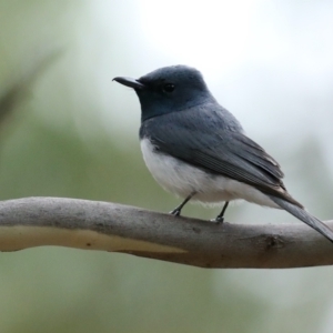 Myiagra rubecula at Ainslie, ACT - 27 Jan 2021