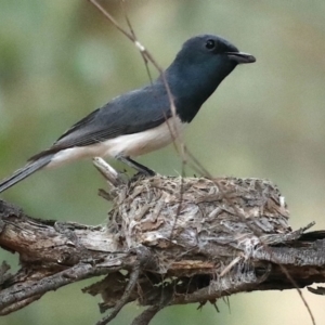 Myiagra rubecula at Ainslie, ACT - suppressed