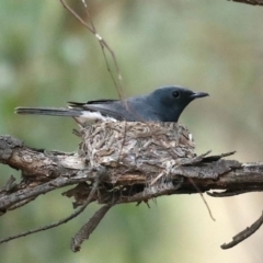 Myiagra rubecula at Ainslie, ACT - 27 Jan 2021