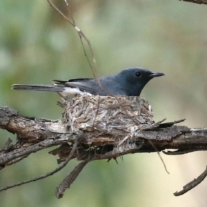 Myiagra rubecula at Ainslie, ACT - suppressed