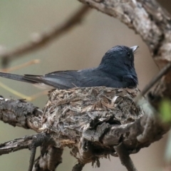 Myiagra rubecula at Ainslie, ACT - suppressed