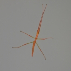 Ctenomorpha marginipennis (Margin-winged stick insect) at Wamboin, NSW - 10 Nov 2020 by natureguy