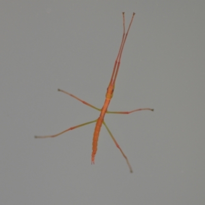 Ctenomorpha marginipennis (Margin-winged stick insect) at Wamboin, NSW - 10 Nov 2020 by natureguy