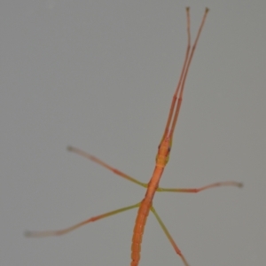 Ctenomorpha marginipennis at Wamboin, NSW - 10 Nov 2020