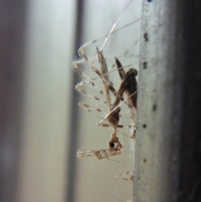 Stenolemus sp. (genus) (Thread-legged assassin bug) at Cook, ACT - 2 Dec 2017 by CathB