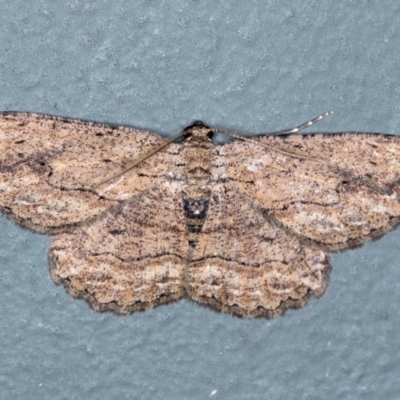 Ectropis excursaria (Common Bark Moth) at Melba, ACT - 27 Jan 2021 by Bron