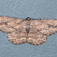 Ectropis excursaria (Common Bark Moth) at Melba, ACT - 27 Jan 2021 by Bron