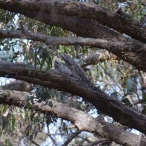 Podargus strigoides at Wamboin, NSW - 10 Nov 2020