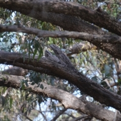 Podargus strigoides at Wamboin, NSW - 10 Nov 2020
