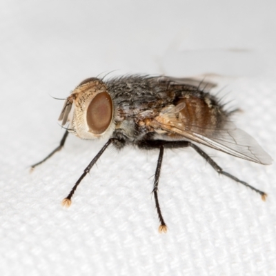 Tritaxys sp. (genus) (A bristle fly) at Melba, ACT - 27 Jan 2021 by Bron