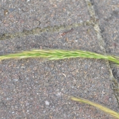 Vulpia (genus) (A Squirreltail Fescue) at Wamboin, NSW - 10 Nov 2020 by natureguy