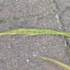 Vulpia sp. (A Squirreltail Fescue) at Wamboin, NSW - 10 Nov 2020 by natureguy