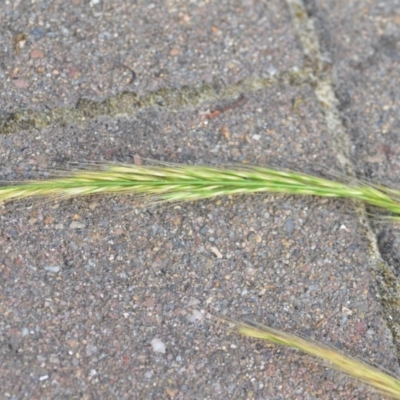 Vulpia (genus) (A Squirreltail Fescue) at Wamboin, NSW - 10 Nov 2020 by natureguy