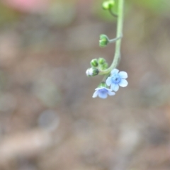 Cynoglossum australe (Australian Forget-me-not) at Wamboin, NSW - 12 Nov 2020 by natureguy