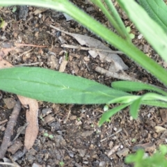 Cynoglossum australe at Wamboin, NSW - 12 Nov 2020