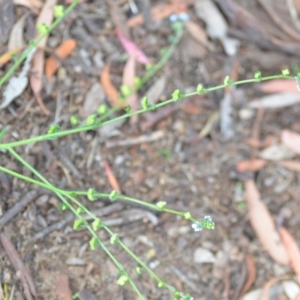Cynoglossum australe at Wamboin, NSW - 12 Nov 2020