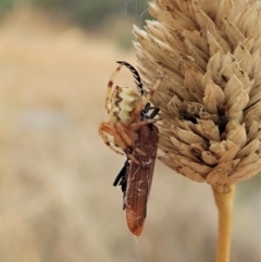 Araneus hamiltoni (Hamilton's Orb Weaver) at Cook, ACT - 25 Jan 2021 by CathB