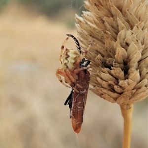 Araneus hamiltoni at Cook, ACT - 26 Jan 2021