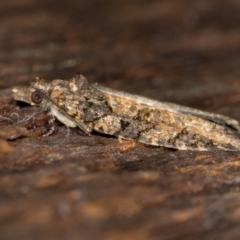 Thrincophora impletana at Melba, ACT - 27 Jan 2021 02:25 PM