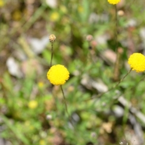 Leptorhynchos squamatus subsp. squamatus at Wamboin, NSW - 13 Nov 2020