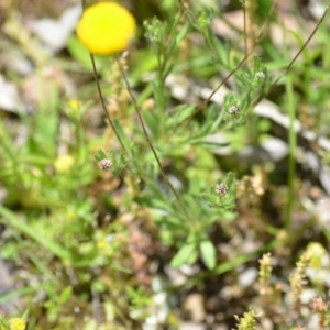 Leptorhynchos squamatus subsp. squamatus at Wamboin, NSW - 13 Nov 2020