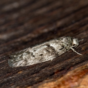 Philobota philostaura at Melba, ACT - 27 Jan 2021