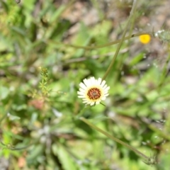 Tolpis barbata (Yellow Hawkweed) at Wamboin, NSW - 13 Nov 2020 by natureguy