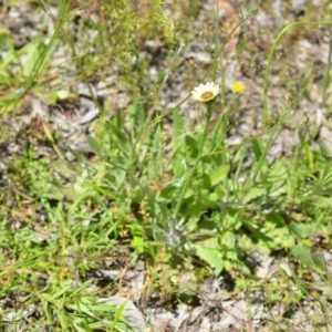 Tolpis barbata at Wamboin, NSW - 13 Nov 2020